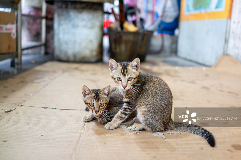 两只街头小麝香猫图片素材