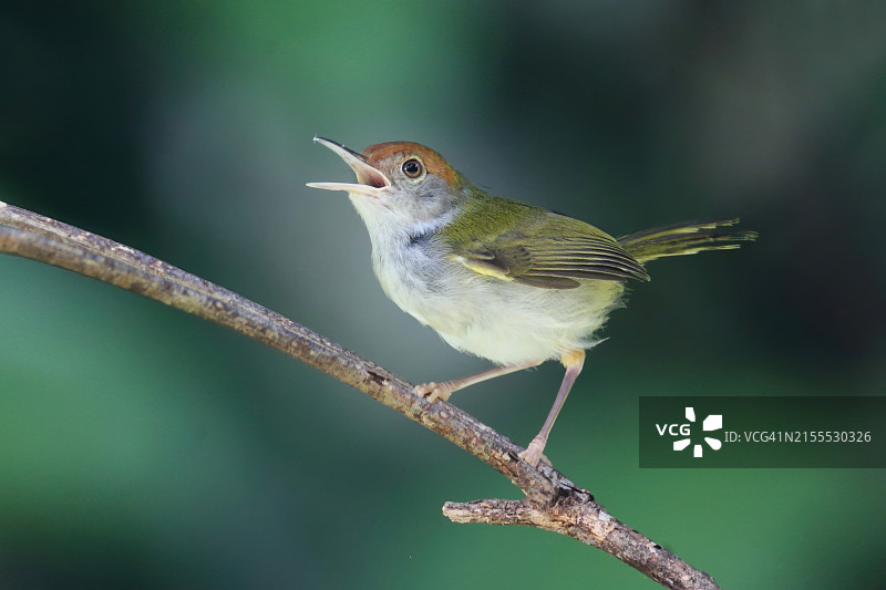 普通裁缝鸟图片素材