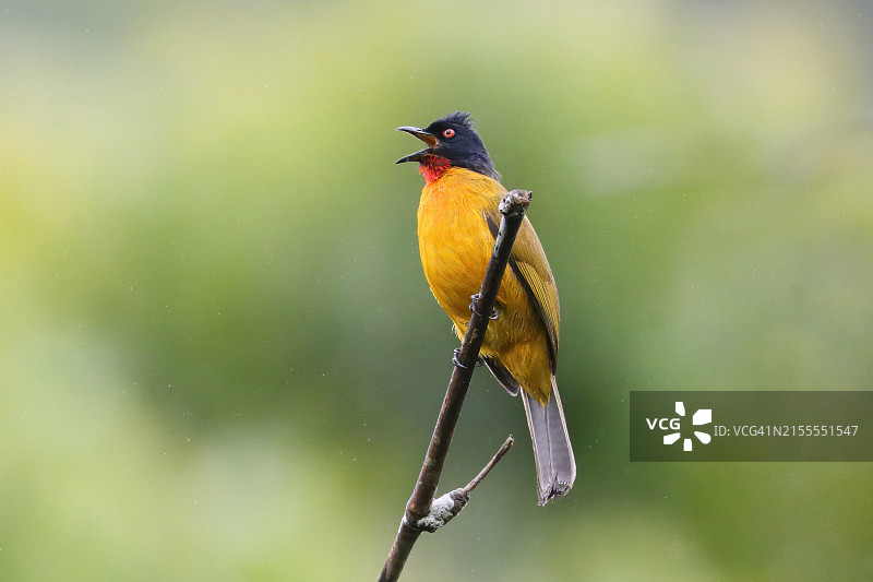 红喉鹎图片素材