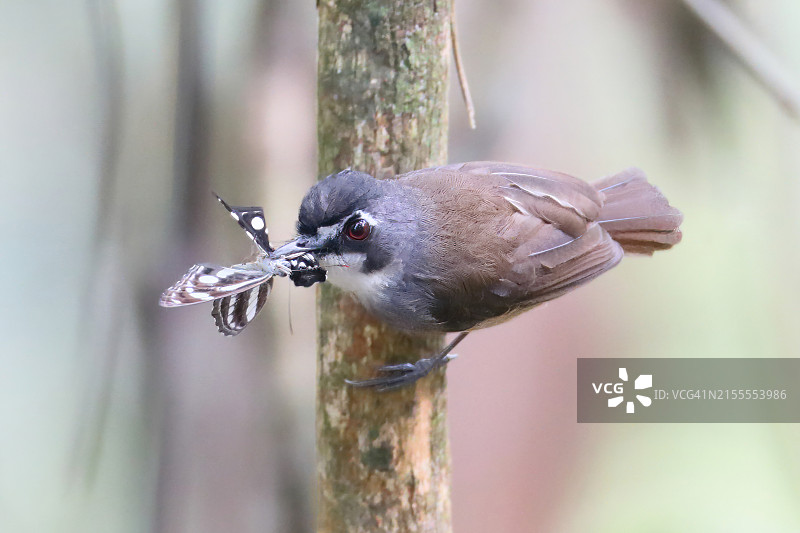 灰胸鹛与猎物图片素材
