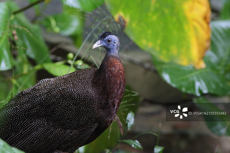 大眼斑雉图片素材