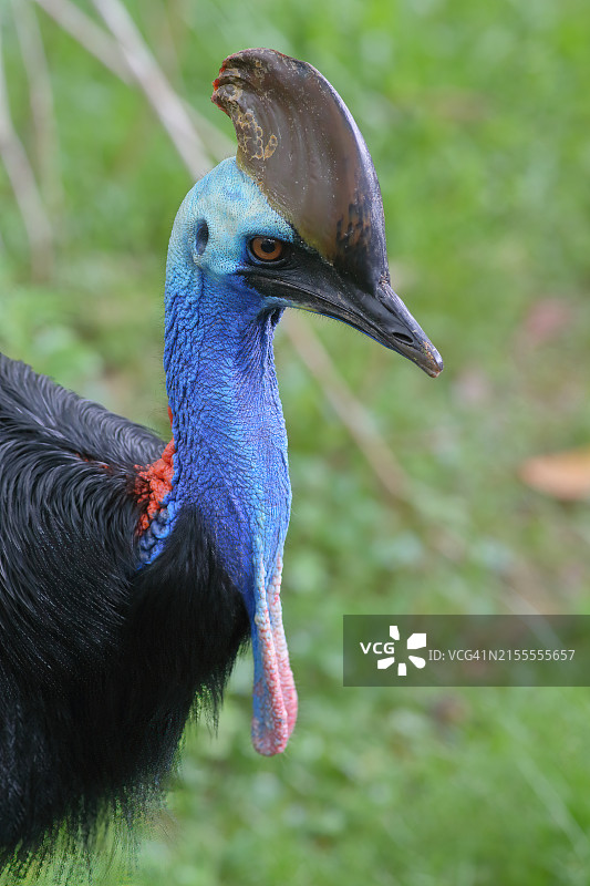 北方鹤鸵图片素材