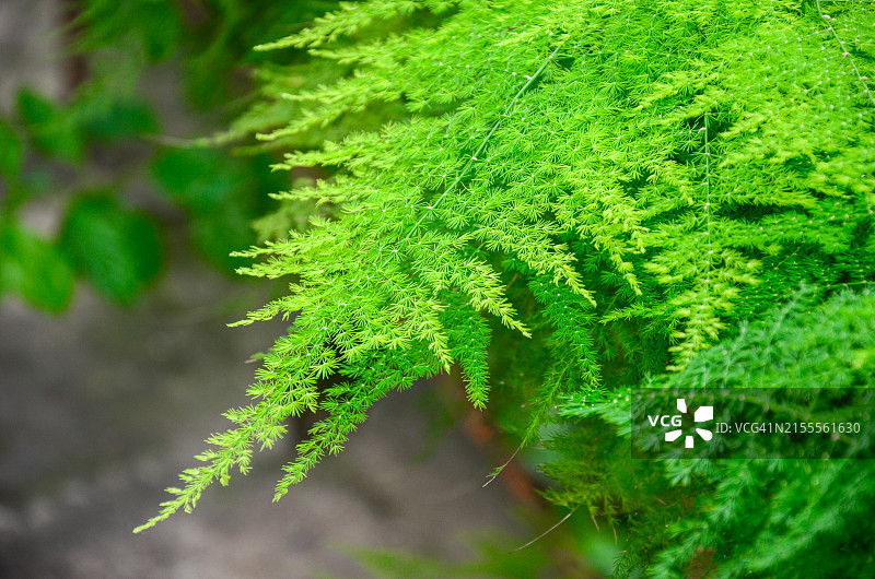 龙须草绿叶背景特写图片素材
