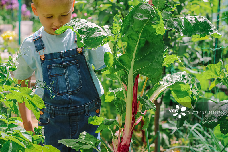 以夏季花园为背景的农家男孩图片素材