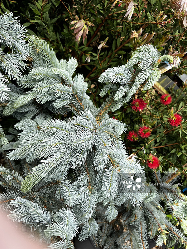 蓝云杉特写图片素材