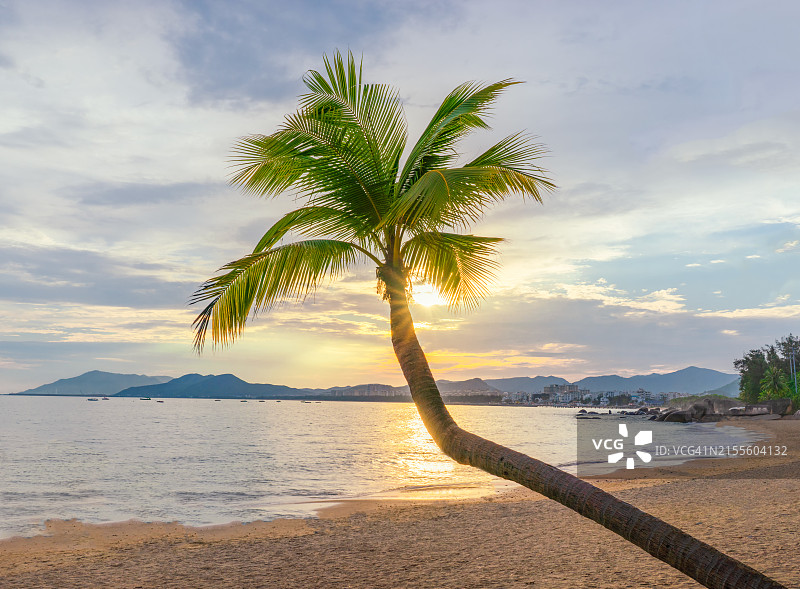 海边的椰子树图片素材