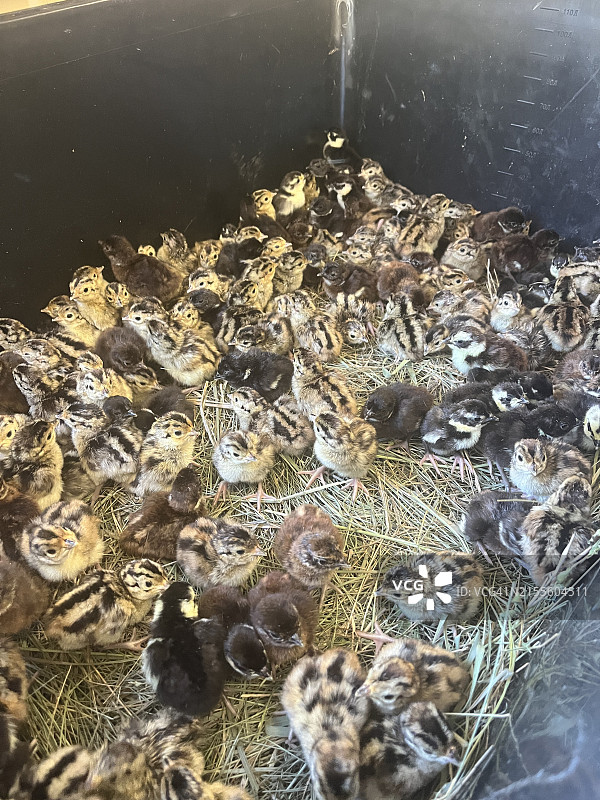 家禽养殖场上的野鸡雏鸡图片素材