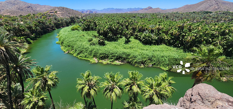 棕榈树林、河流、沼泽，位于南下加利福尼亚州穆莱赫图片素材
