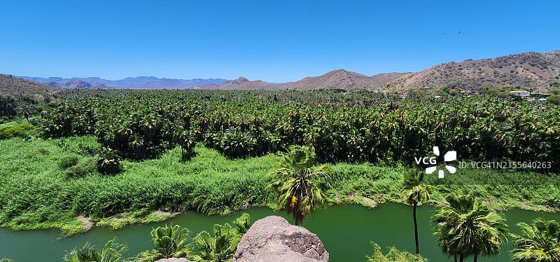 棕榈树林、河流、沼泽，位于南下加利福尼亚州穆莱赫图片素材