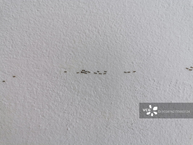 在水泥墙上排队行走的黑蚂蚁图片素材