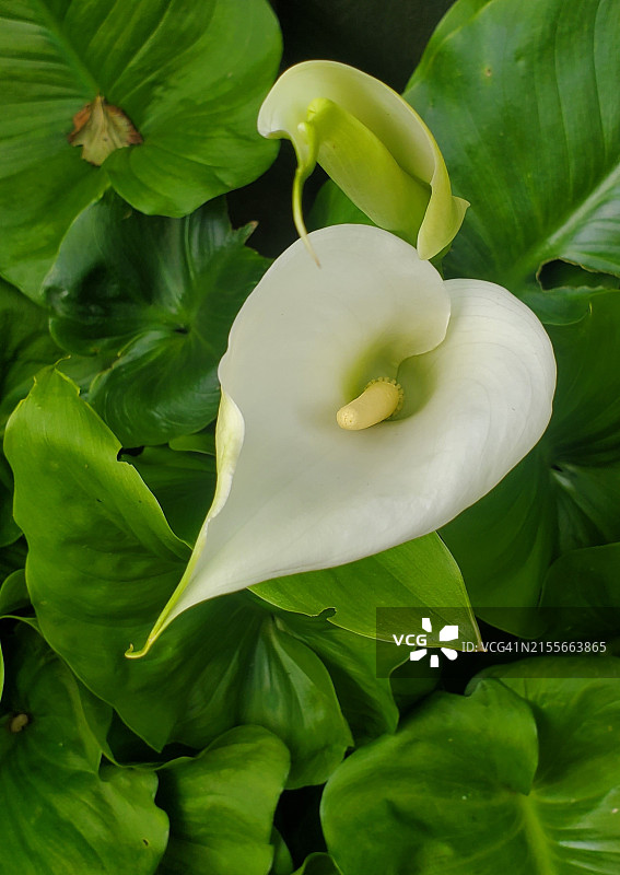 盛开的白色海芋图片素材