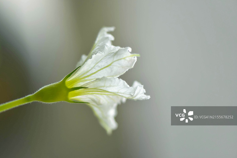 灰色背景下的葫芦花侧逆光照图片素材
