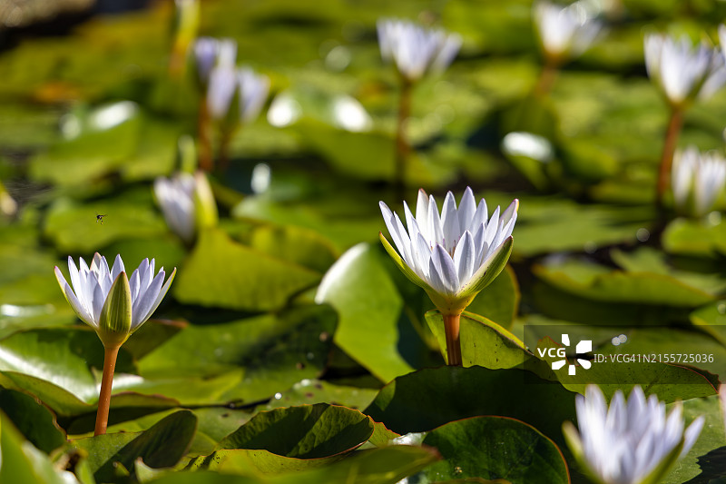 菲律宾碧瑶市钟 चर्च中国道观寺庙图片素材