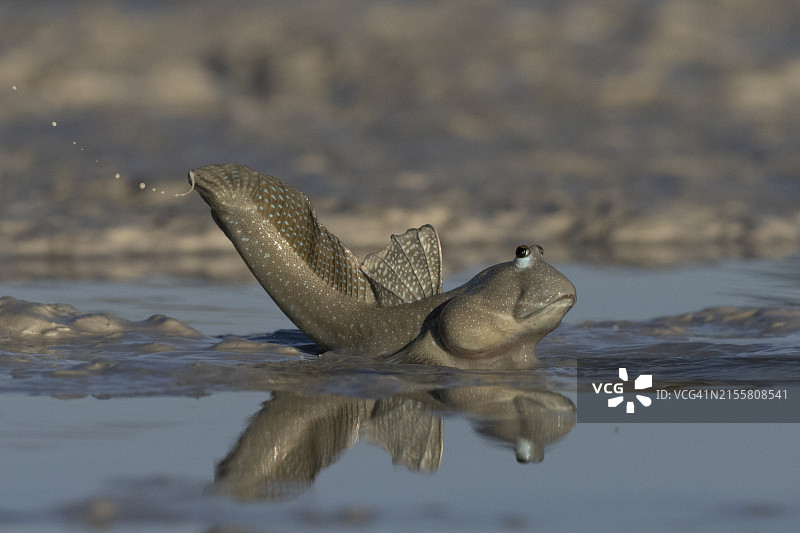 弹涂鱼的倒影图片素材