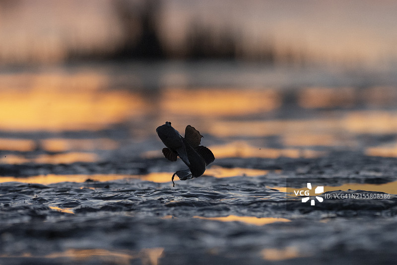 弹涂鱼日落图片素材