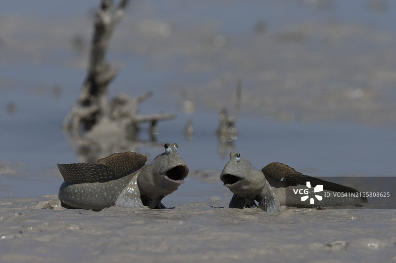 弹涂鱼聚会图片素材