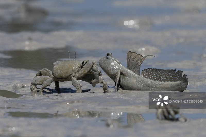 弹涂鱼与螃蟹图片素材