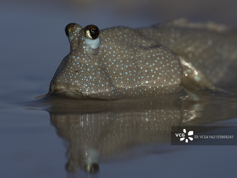 弹涂鱼特写图片素材