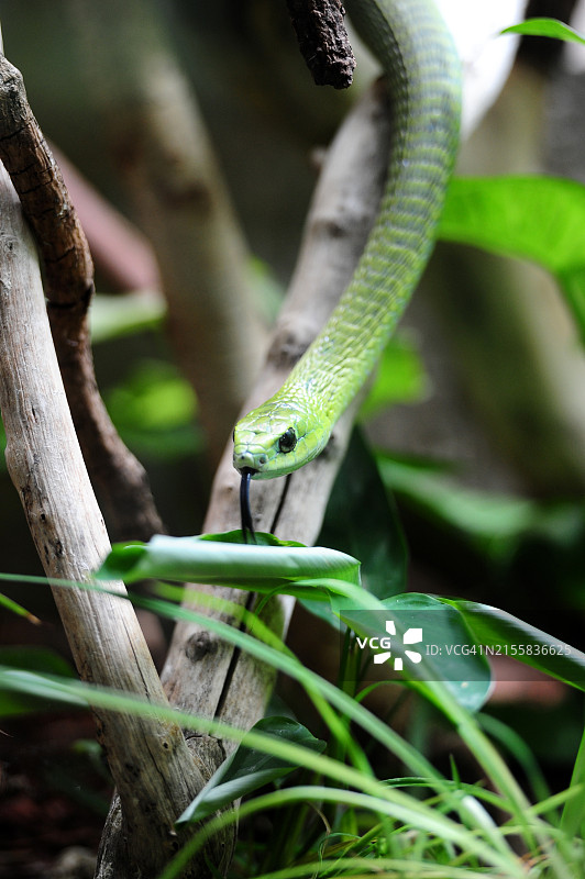 非洲树蛇图片素材