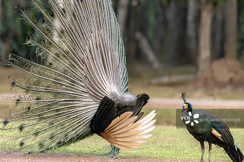 优雅美丽的泰国绿孔雀图片素材