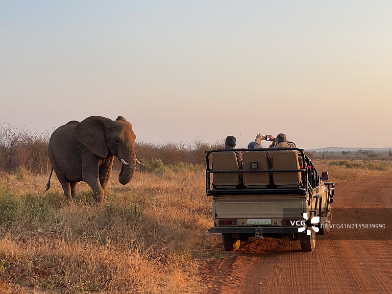 游客在游猎时拍摄吃草的大象图片素材