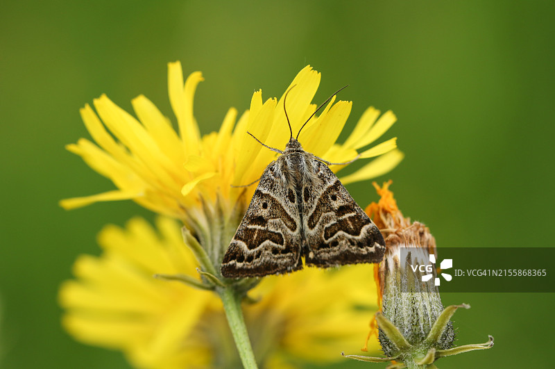 一件蓑蛾，Callistege mi，给野花授粉图片素材