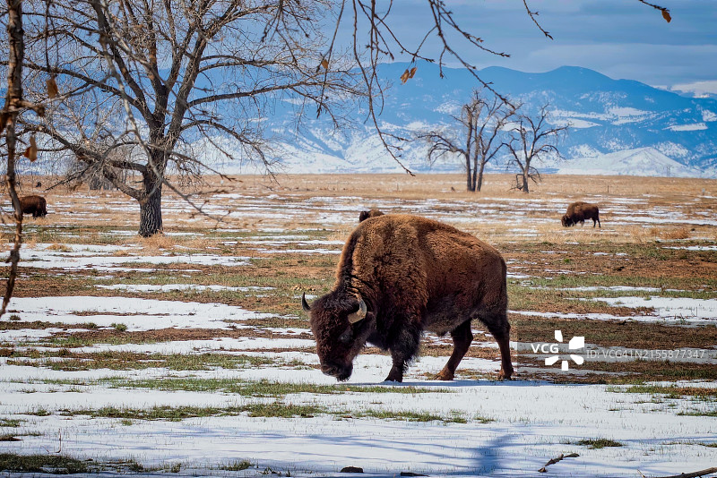 城市野生动物图片素材