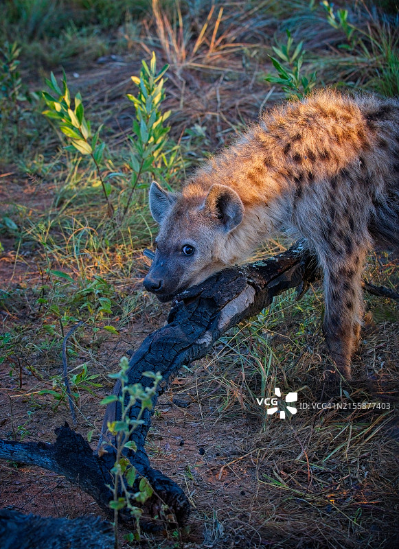 休息中的鬣狗图片素材