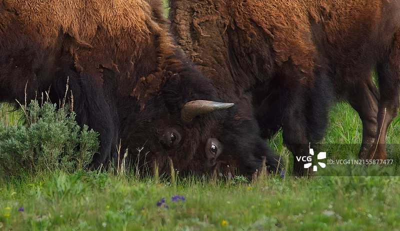 野牛之战图片素材