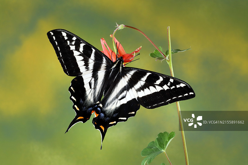 淡色燕尾蝶图片素材