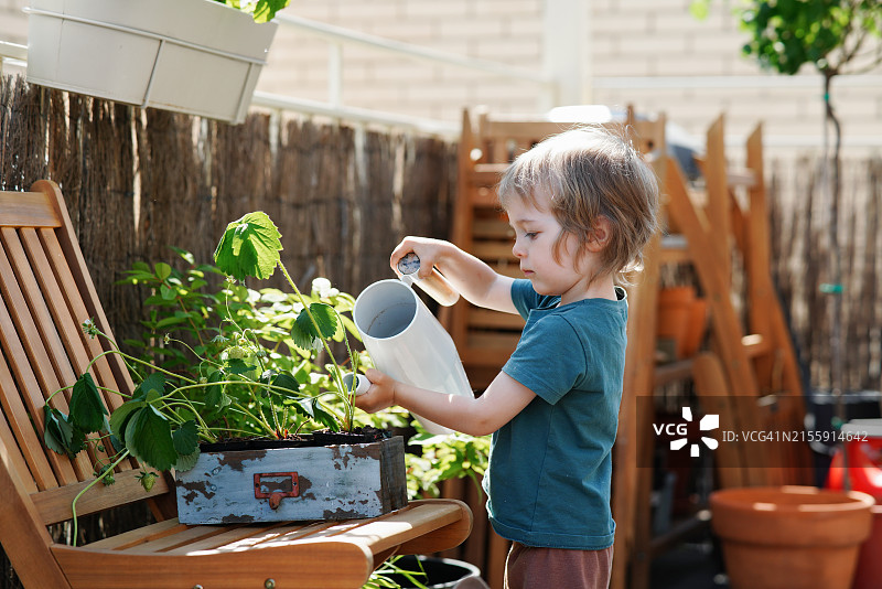 戴着草帽的有趣小园丁在夏季屋顶花园里给新鲜草莓浇水图片素材
