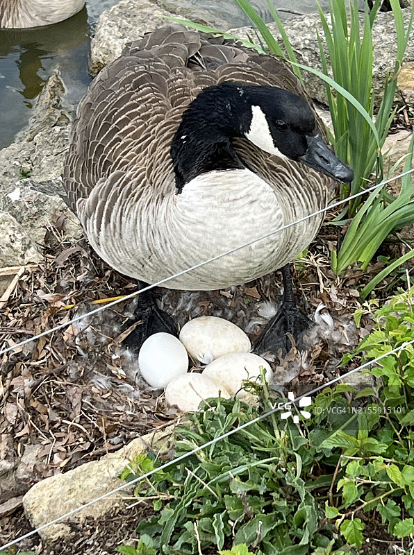 加拿大鹅和它的蛋图片素材