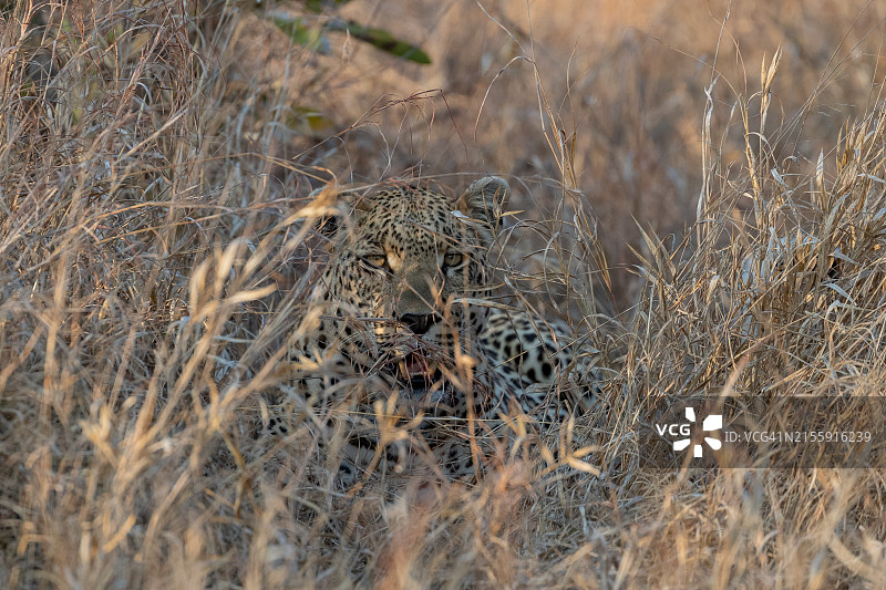 隐藏的豹图片素材