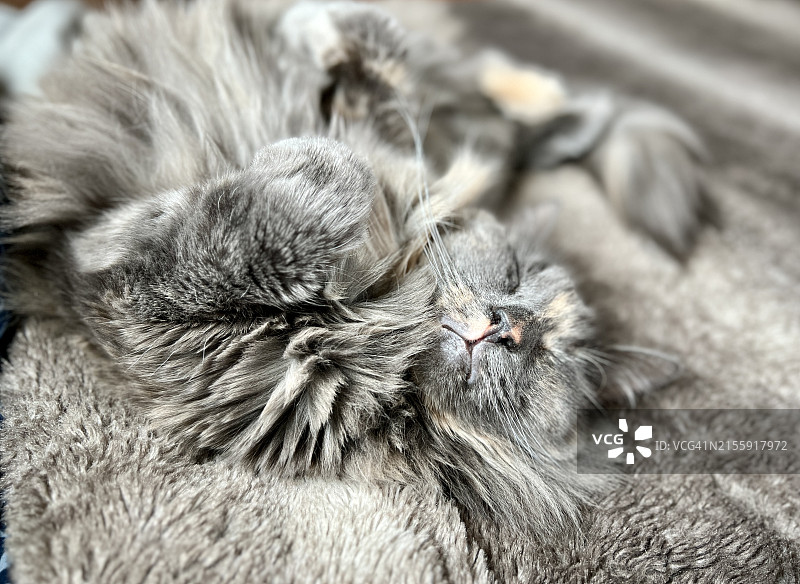 玳瑁色猫咪在床上安静地睡觉图片素材