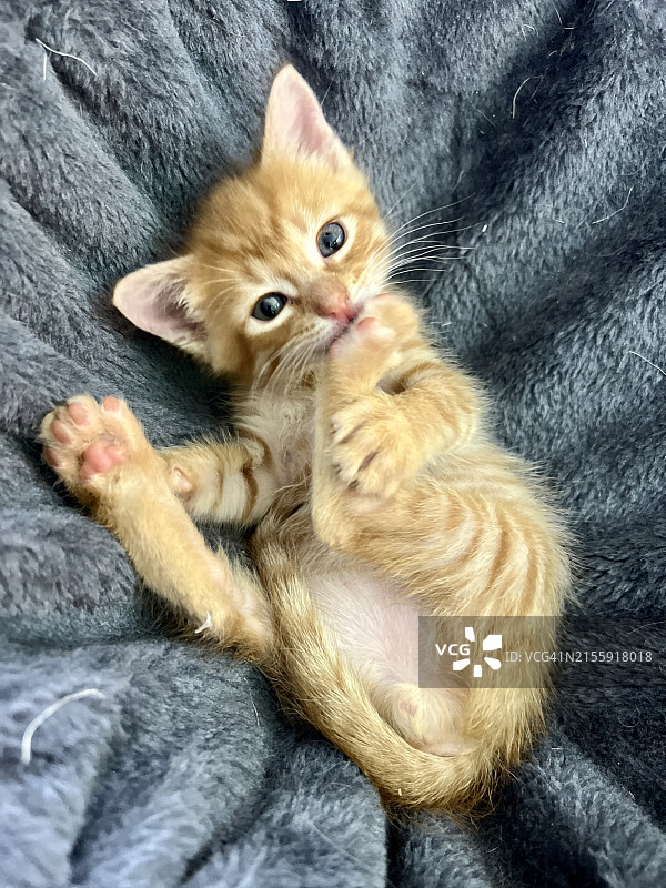 姜黄色虎斑小猫清洁爪子图片素材