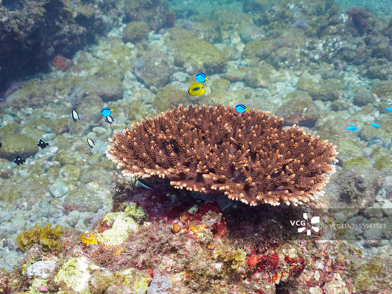 美丽的桌面珊瑚和可爱的幼鱼群图片素材