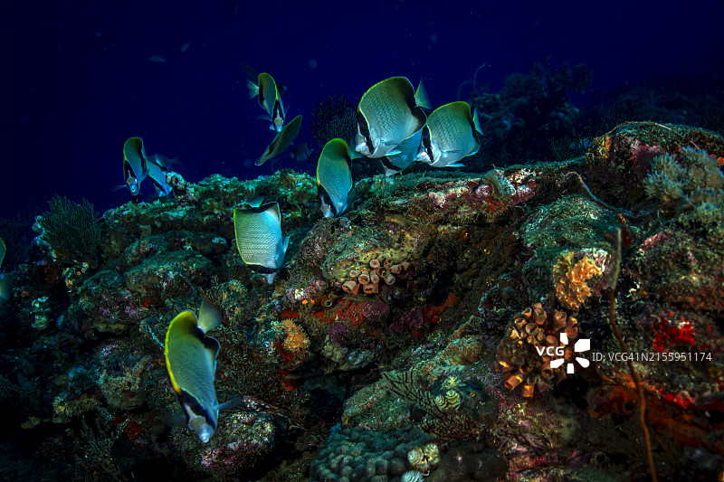 珊瑚礁蝴蝶鱼图片素材