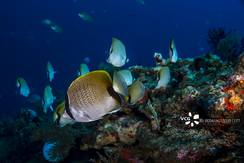 珊瑚礁蝴蝶鱼图片素材