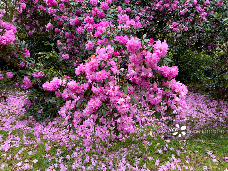 花园中美丽的粉色杜鹃花图片素材
