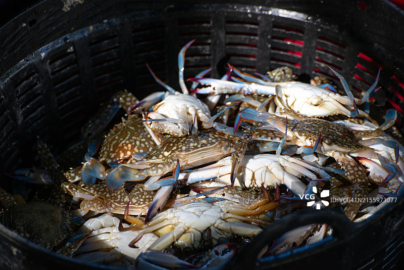 海鲜市场上的新鲜蓝蟹：探索售卖新鲜蓝蟹和其他贝类的海鲜摊位图片素材