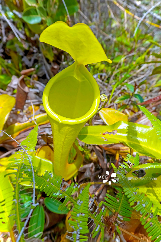 在沙捞越巴里奥普隆陶国家公园武吉巴都拉威山顶小径上发现的陈氏猪笼草的高角度视图图片素材