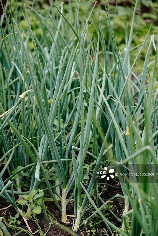 花园里生长的葱图片素材