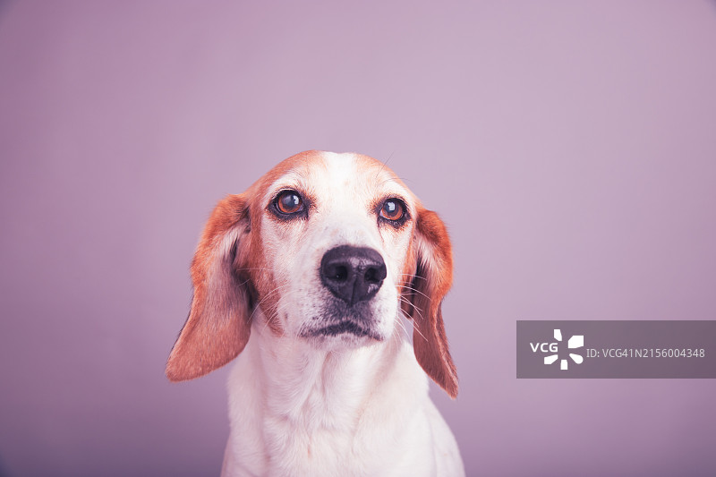 坐在紫色背景前的比格犬肖像图片素材