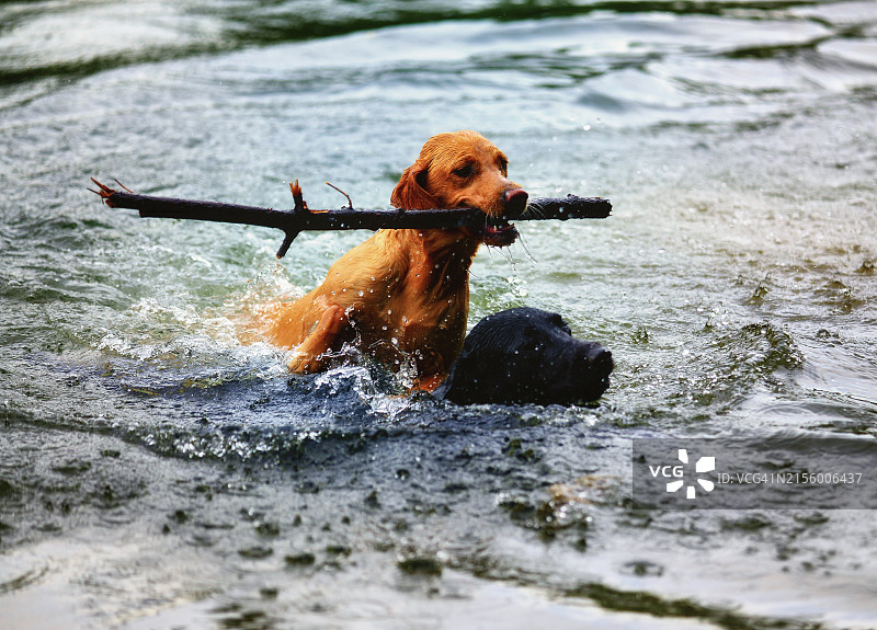 两只拉布拉多在瑞士的河里捡树枝图片素材
