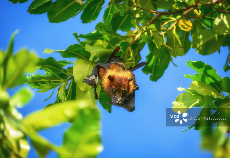马尔代夫，蓝天下倒挂在树上的蝙蝠的低角度视图图片素材