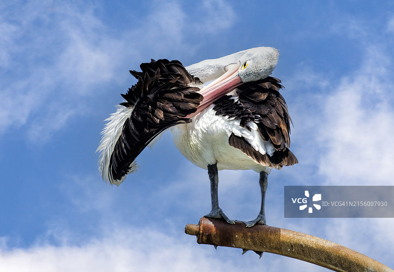 澳大利亚鹈鹕栖息在金属杆上图片素材