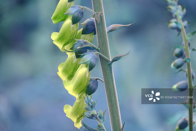 毛地黄创意图片素材