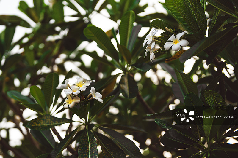 天空背景上的热带花卉图片素材