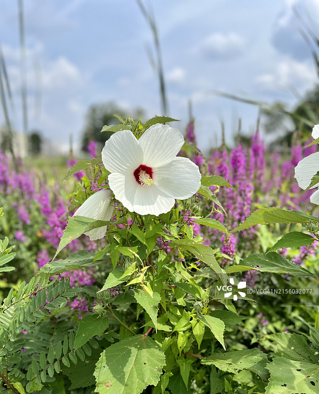 宾夕法尼亚州多伊尔斯敦粉色植物特写，美国图片素材
