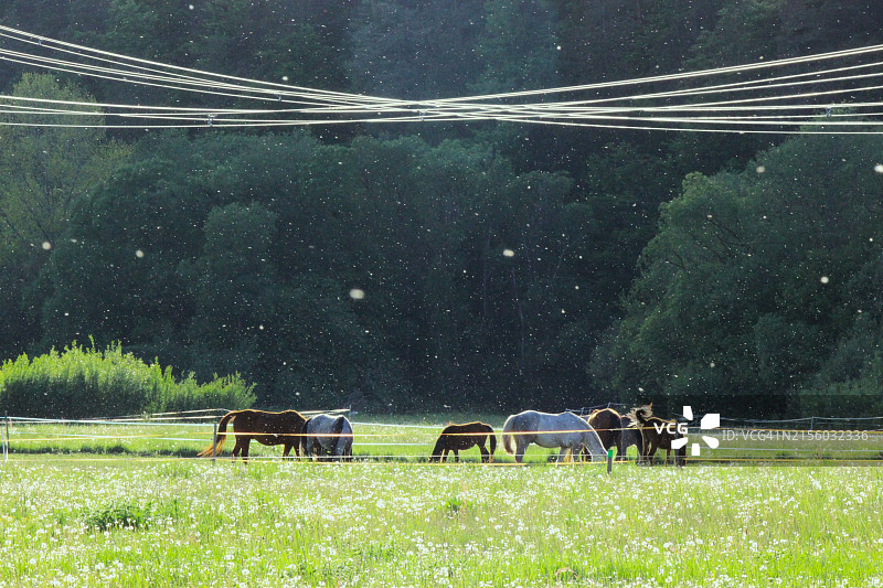 马群图片素材